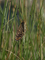 Melitaea interrupta