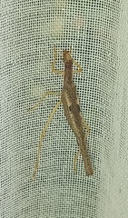 Neoxabea cerrojesusensis