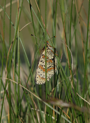 Melitaea interrupta