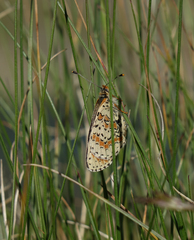 Melitaea interrupta