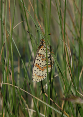 Melitaea interrupta