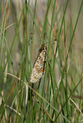 Melitaea interrupta