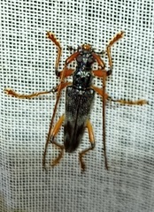 Elytrimitatrix geniculata