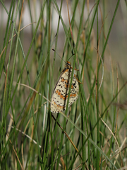 Melitaea interrupta