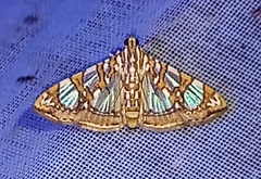 Glyphodes sibillalis