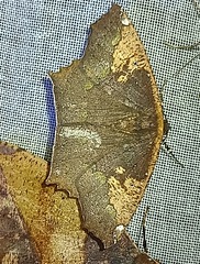 Paragonia cruraria