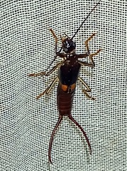 Spongiphora buprestoides