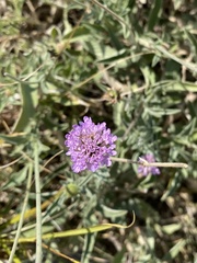 Scabiosa holosericea