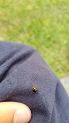 Coptosoma xanthogramma