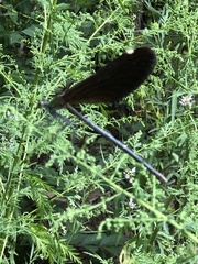 Atrocalopteryx atrata