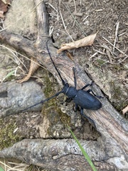 Morimus asper