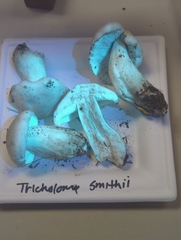 Tricholoma smithii