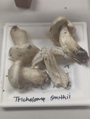 Tricholoma smithii