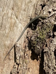 Podarcis muralis