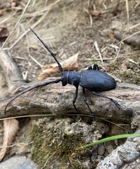 Morimus asper