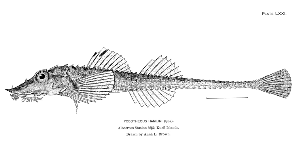 Podothecus hamlini