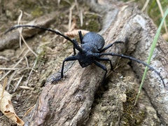 Morimus asper