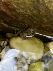 Rana italica