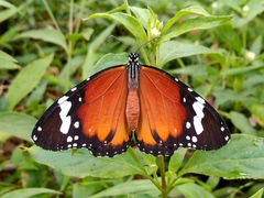Danaus chrysippus