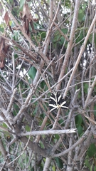 Euplagia quadripunctaria