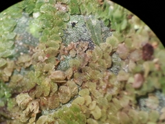 Echinolejeunea papillata