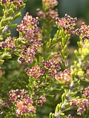 Erica axillaris