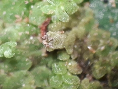 Echinolejeunea papillata