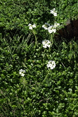 Cardamine uliginosa