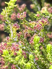 Erica axillaris