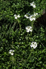 Cardamine uliginosa