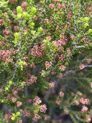 Erica axillaris