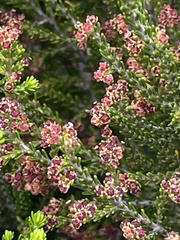 Erica axillaris