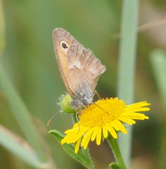 Coenonympha pamphilus