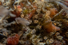 Dodecaceria fewkesi