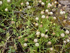 Brachyscome lineariloba