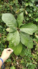 Ficus montana