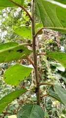 Ficus montana