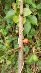 Ficus montana