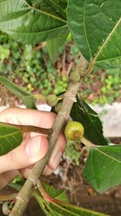 Ficus montana