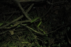 Boiga cyanea