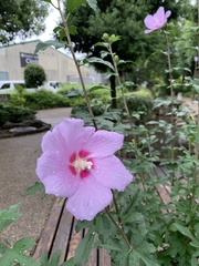 Hibiscus syriacus