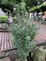 Hibiscus syriacus