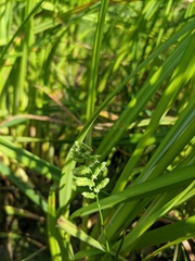 Beckmannia syzigachne