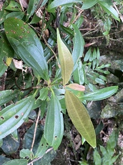 Medinilla balls-headleyi