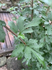 Hibiscus syriacus