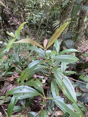 Medinilla balls-headleyi