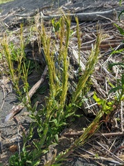 Arabis stelleri japonica