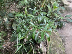 Medinilla balls-headleyi