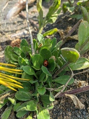Arabis stelleri japonica