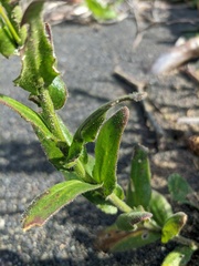 Arabis stelleri japonica